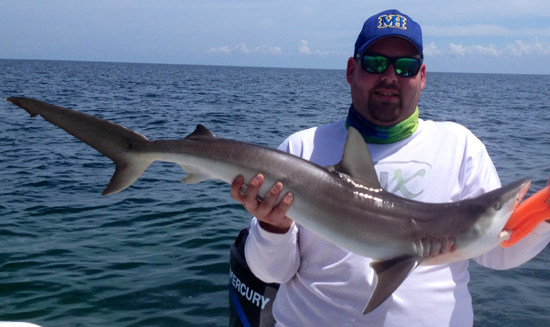 Inshore Shark